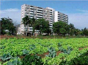 urban-agriculture